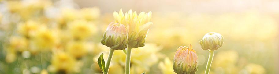 榄菊—健康生活 榄菊相伴 榄菊愿景